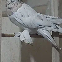 کفترهماسرور شازده|پرنده|ری, عباس‌آباد|دیوار