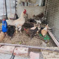مرغ خانگی جوان سرحال