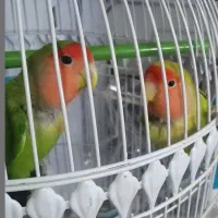 جفت طوطی برزیلی