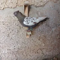 سینه قهوه ای نر