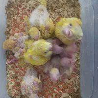 جوجه راهب زرد سرلاکی