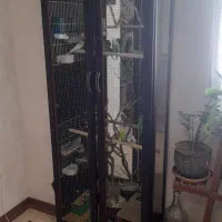 فروش مرغ عشق
