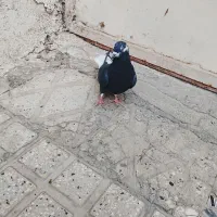 تعدادی کبوتر مفلق