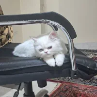 بریتیش لانگ هِر