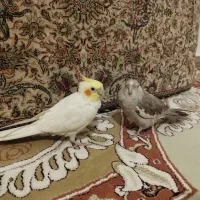 عروس هلندی