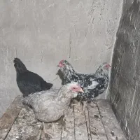 مرغ و جوجه گلین