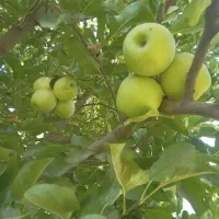 فروش باغ سیب ۲۲ساله|فروش زمین و ملک کلنگی|شاهین دژ, |دیوار
