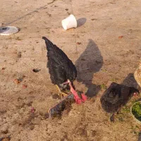 ۵ عدد خروس|حیوانات مزرعه|نجفآباد, جعفرآباد|دیوار