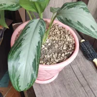 گل آپارتمانی|گل و گیاه طبیعی|فردیس, ثابتی|دیوار