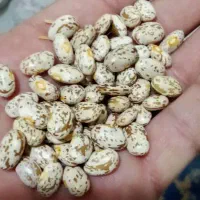 لوبیا چیتی ارتشی