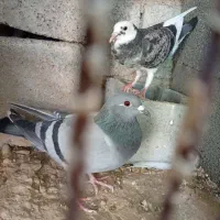 کبوتر پلاکی|پرنده|آبپخش, |دیوار