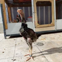 جوجه اوشامو آلمانی