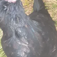 مرغ گلین اصل