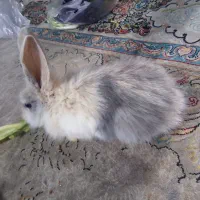 خرگوش|موش و خرگوش|گناباد, |دیوار