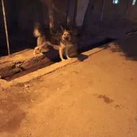 سگ خانگی|سگ|تاکستان, |دیوار