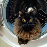 شهرک دانشگاه خیابان 55