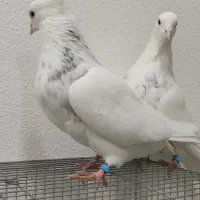 6 تا طوقی  نر خوب  دونه 375|پرنده|شاهین‌شهر, فیض|دیوار