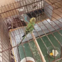 فروش مرغ عشق با قفس