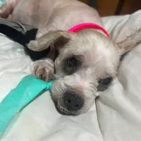 ‌واگذاری سگ|سگ|رشت, چمارسرا|دیوار