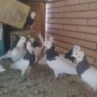 11تا جوجه نر خوشگل