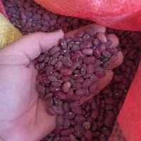 حبوبات به شرط مرجوعی|خوردنی و آشامیدنی|شیراز, شهرک مطهری|دیوار