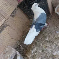 نر شو سیاه ده پر ده پر