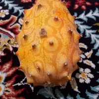 خربزه خاردار یا شاخ دار