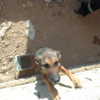 فروش یک ماده ژرمن شپرد|سگ|عسگران, |دیوار