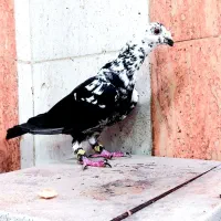 کبوتر