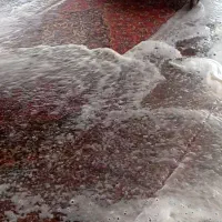 قالیشویی/ رفوگری /مبلشویی پرویزی|خدمات نظافت|فردیس, ثابتی|دیوار