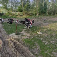 بوقلمون نر محلی