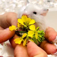 همستر|موش و خرگوش|ساوه, |دیوار