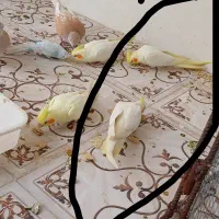 عروس هلندی مولد معاوضع با پرنده قفسی وکفتر رنگی