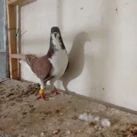 چندتاکفترشهرستانی شرط دوروزرنگ|پرنده|شوشتر, |دیوار