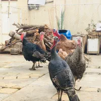 بوقلمون امریکایی|حیوانات مزرعه|اهواز, آریاشهر|دیوار