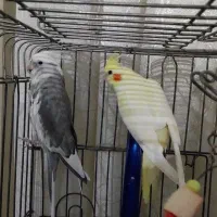 یک جفت عروس هلندی نر و ماده