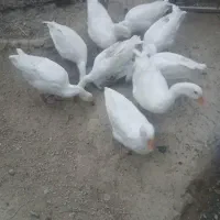 فروش غاز