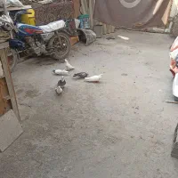 سربندر|پرنده|بندر امام خمینی, |دیوار