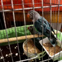 ط و ط ی برزیلی|پرنده|بهشهر, |دیوار