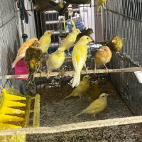 فروش تعدادی قناری