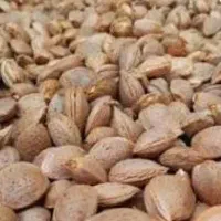 بادام سنگی امسال با پوست یا مغز شده