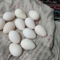 تخم نطفه دار بوقلمون