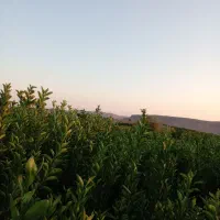 نهال مرکبات پرتقال