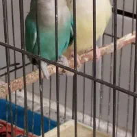 کوتوله برزیلی