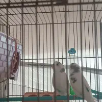 واگذاری پرنده شما را قبول می کنم با قفس یابدونه ق