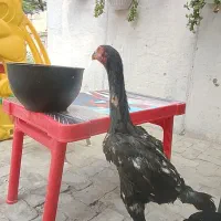 جوجه اوشامو سه ماهه