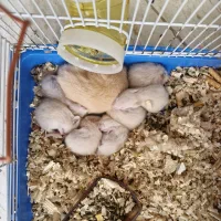 موش|موش و خرگوش|کرمان, |دیوار