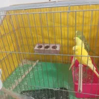 مرغ عشق