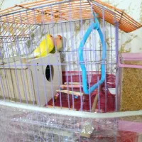کوتوله برزیلی خاص