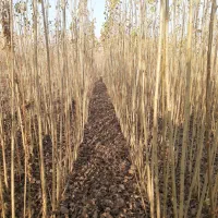 نهال صنوبر اصل نیگرا